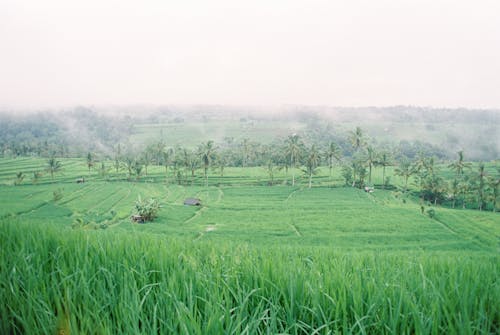 Základová fotografie zdarma na téma rýžová pole, rýžová terasovitá pole, venkovský