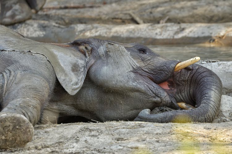 Photo Of An Elephant Lying Down 