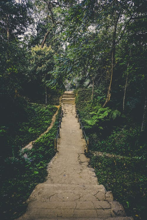 Pathway in Between of Green Leaf Trees Photo