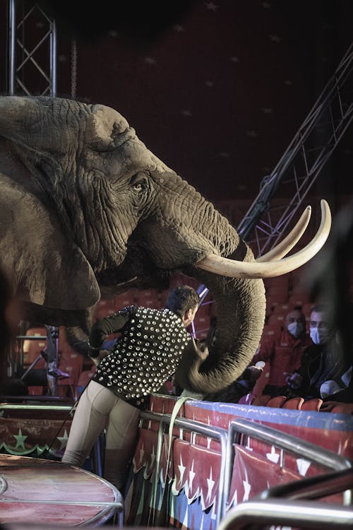 Fotos de stock gratuitas de circo, elefante