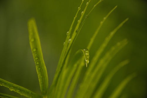 Water Droplets on Green Plant