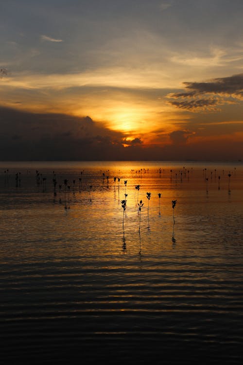 Silhouette of Plants on Body of Water during Sunset