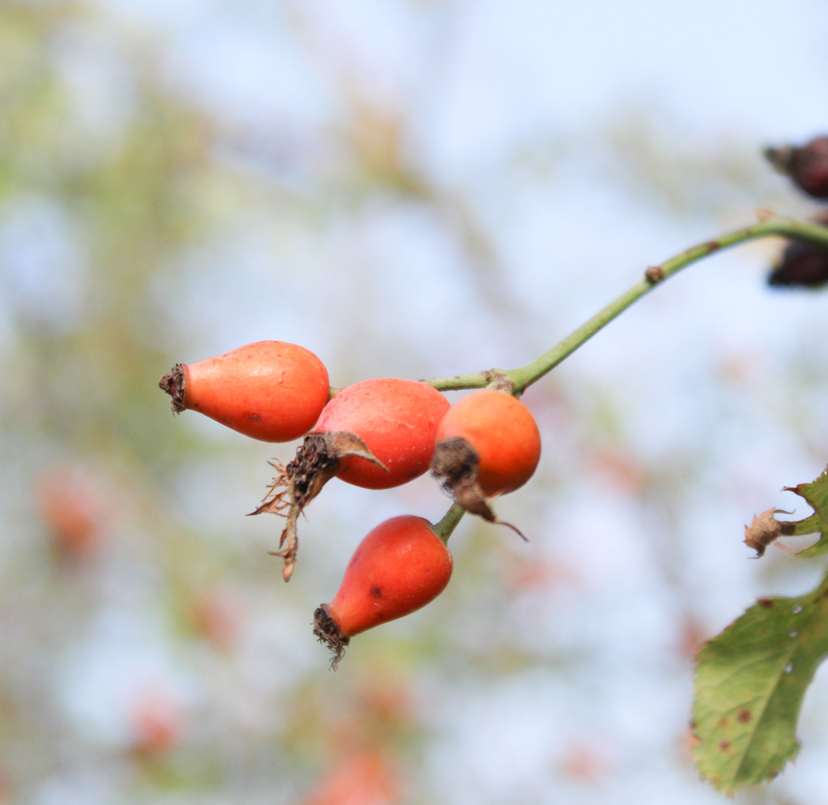 A detailed close-up photograph of ripe rosehips on a stem with a blurred natural background. - Evidence evidence guide for rosehip skin aging randomized trial