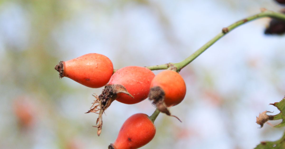 A detailed close-up photograph of ripe rosehips on a stem with a blurred natural background. - Evidence evidence guide for rosehip skin aging randomized trial
