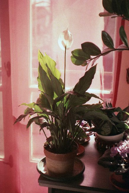 Peaceful indoor potted plant in a sunlit room, capturing serene morning light.