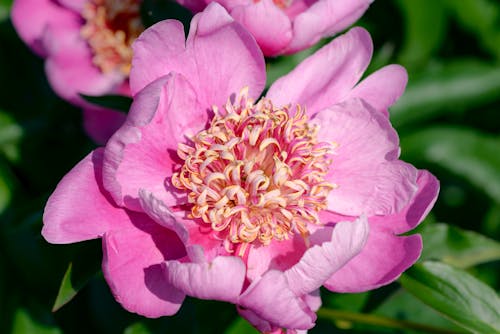 Pink Peony Flowers in Close-Up Photography · Free Stock Photo