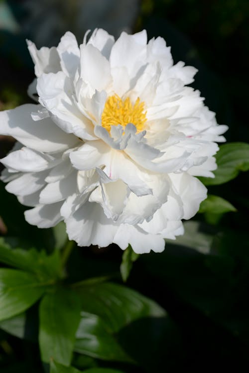 Free Close up Photo of White Flower in Bloom Stock Photo