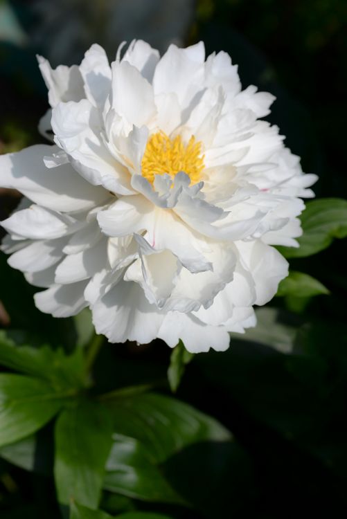 Close up Photo of White Flower in Bloom · Free Stock Photo