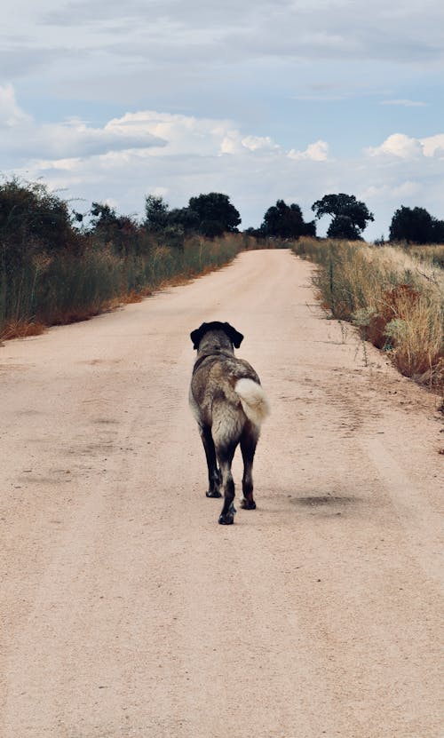 Lost Dog on Unpaved Road