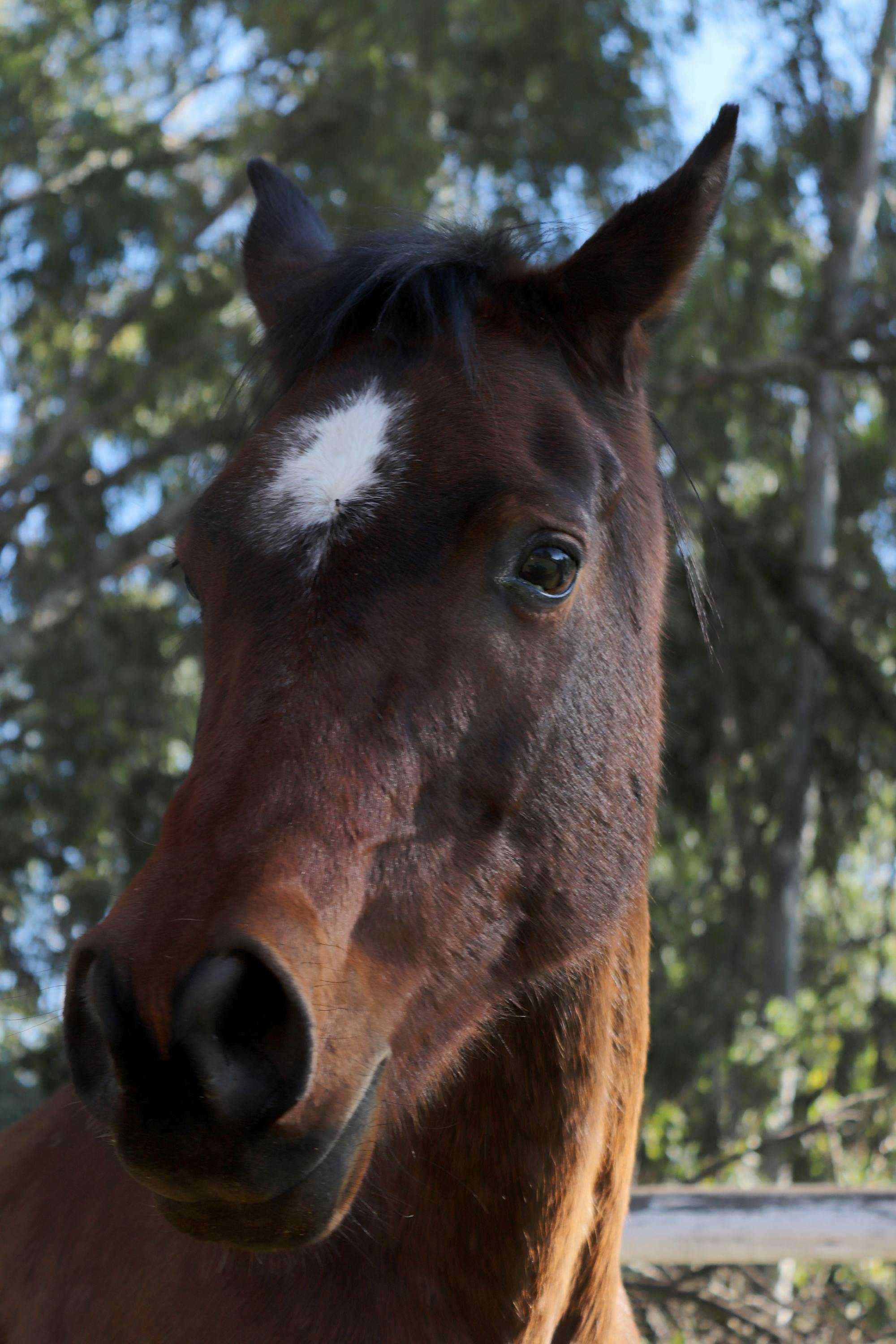 Free stock photo of horse, horse head, stallion