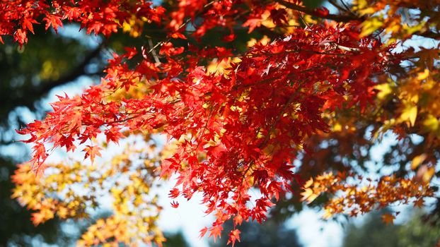 Beautiful autumn scene with vibrant red and orange maple leaves under sunlight.