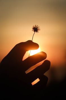 A silhouette of a hand holding a small flower against a vibrant sunset in Mabini, Philippines.