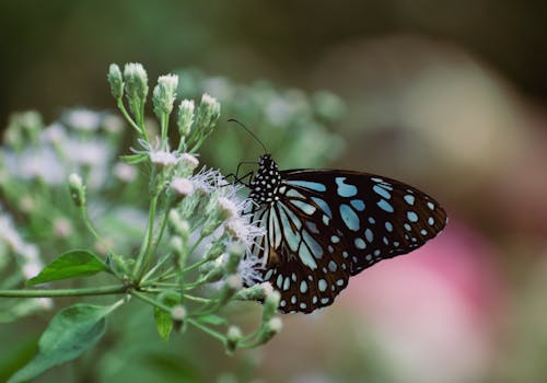 Macro Photography of a Blue Tiger Butterfly on a Delicate Flower