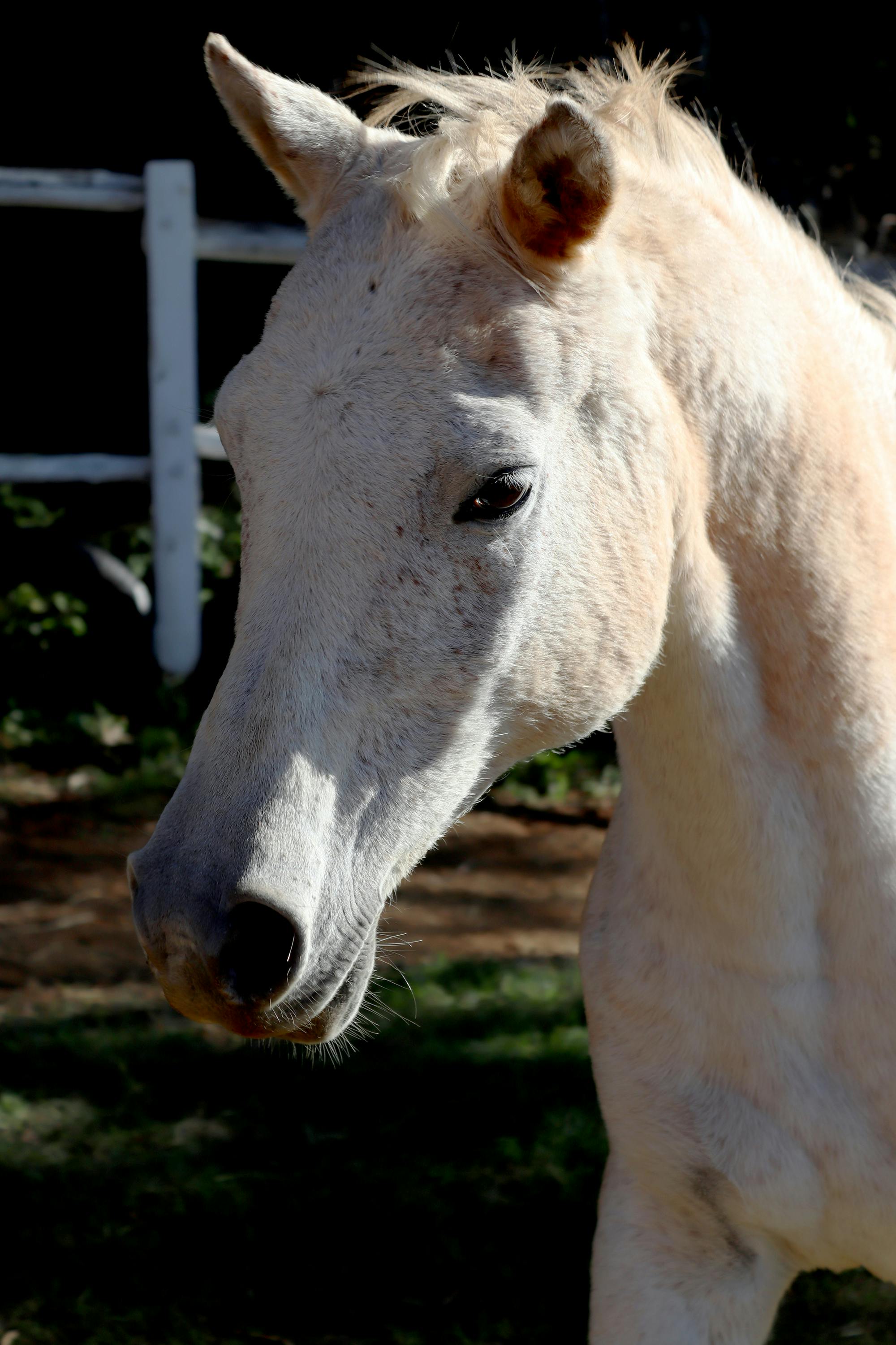Free stock photo of horse, horse head, stallion