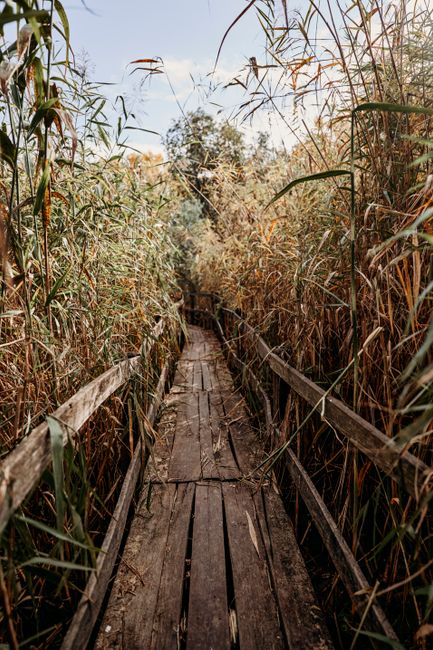 Explore a rustic wooden footbridge in a lush reed-filled landscape. Perfect for nature lovers and adventurers.