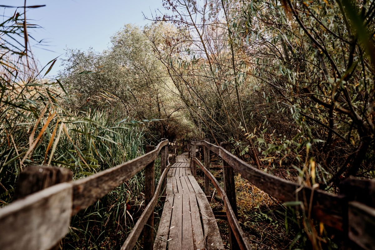 Punte de lemn într-o pădure