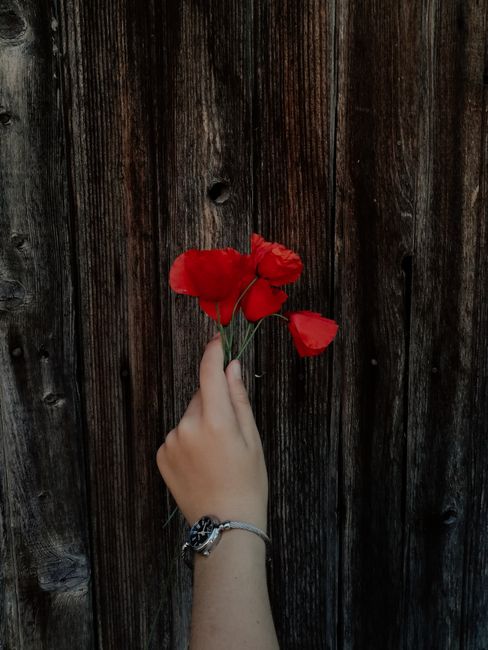 A hand holds vibrant red poppy flowers in front of a rustic wooden backdrop, showcasing simplicity and beauty.