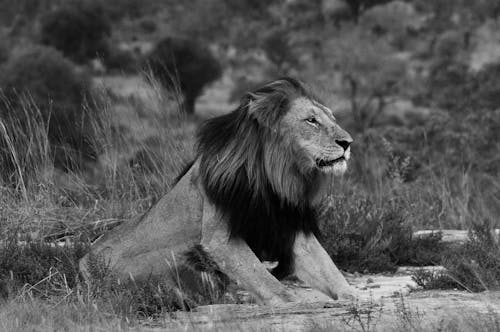 Lion Sitting in Natural Habitat 