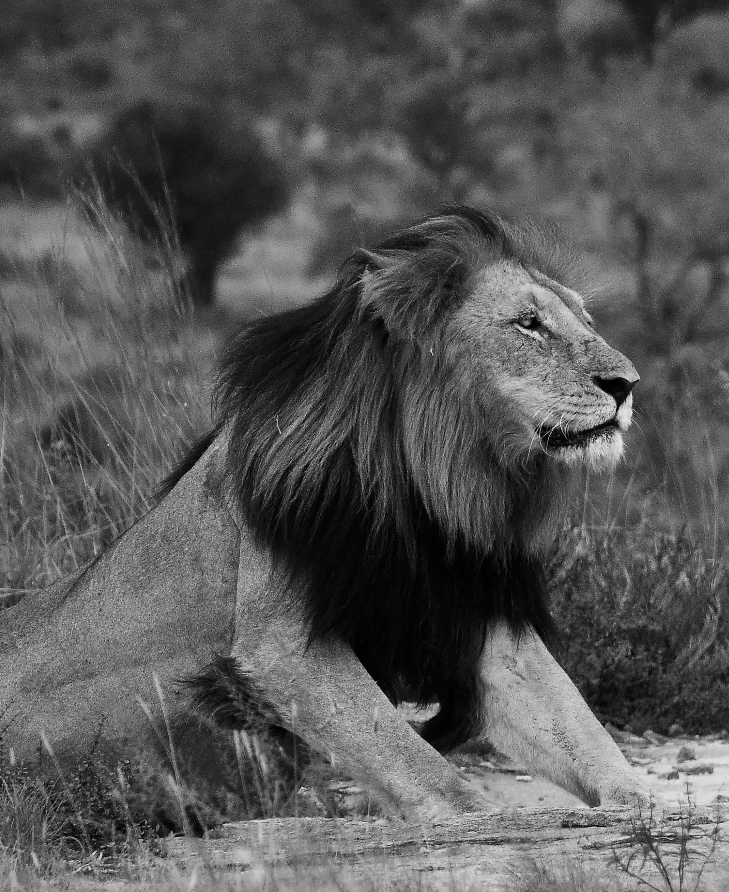 Black Lion