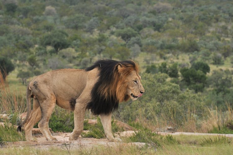 Side View Of A Male Lion