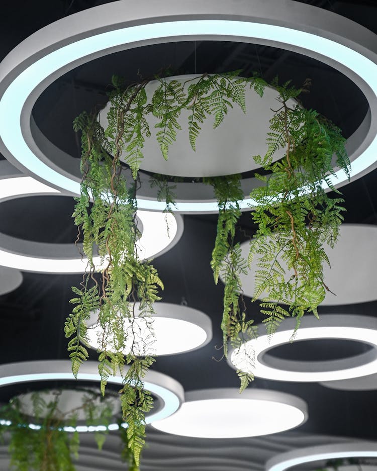 Plants Hanging From The Ceiling