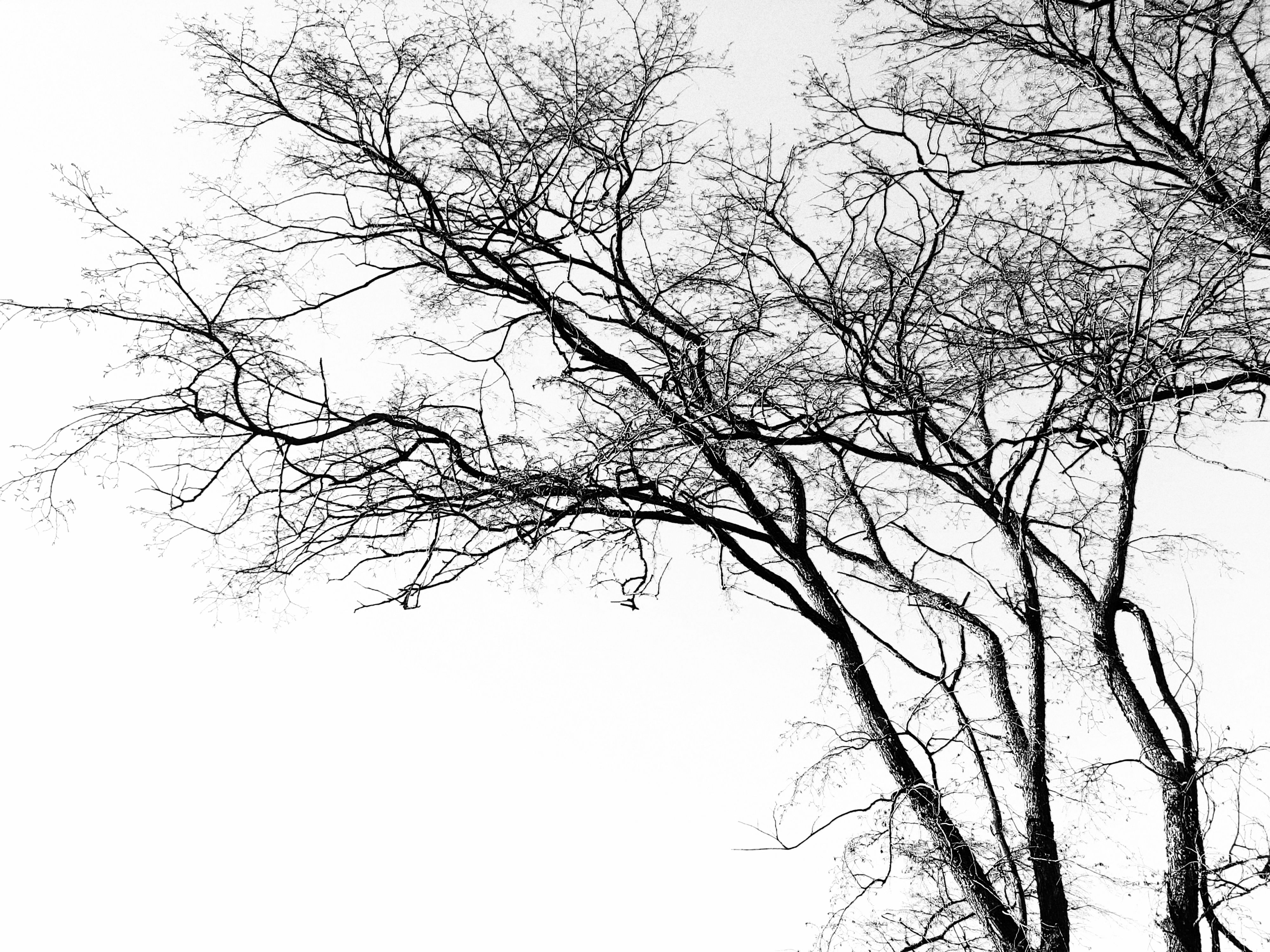 Captivating monochrome image of leafless tree branches against a blank sky, highlighting nature's intricate beauty.