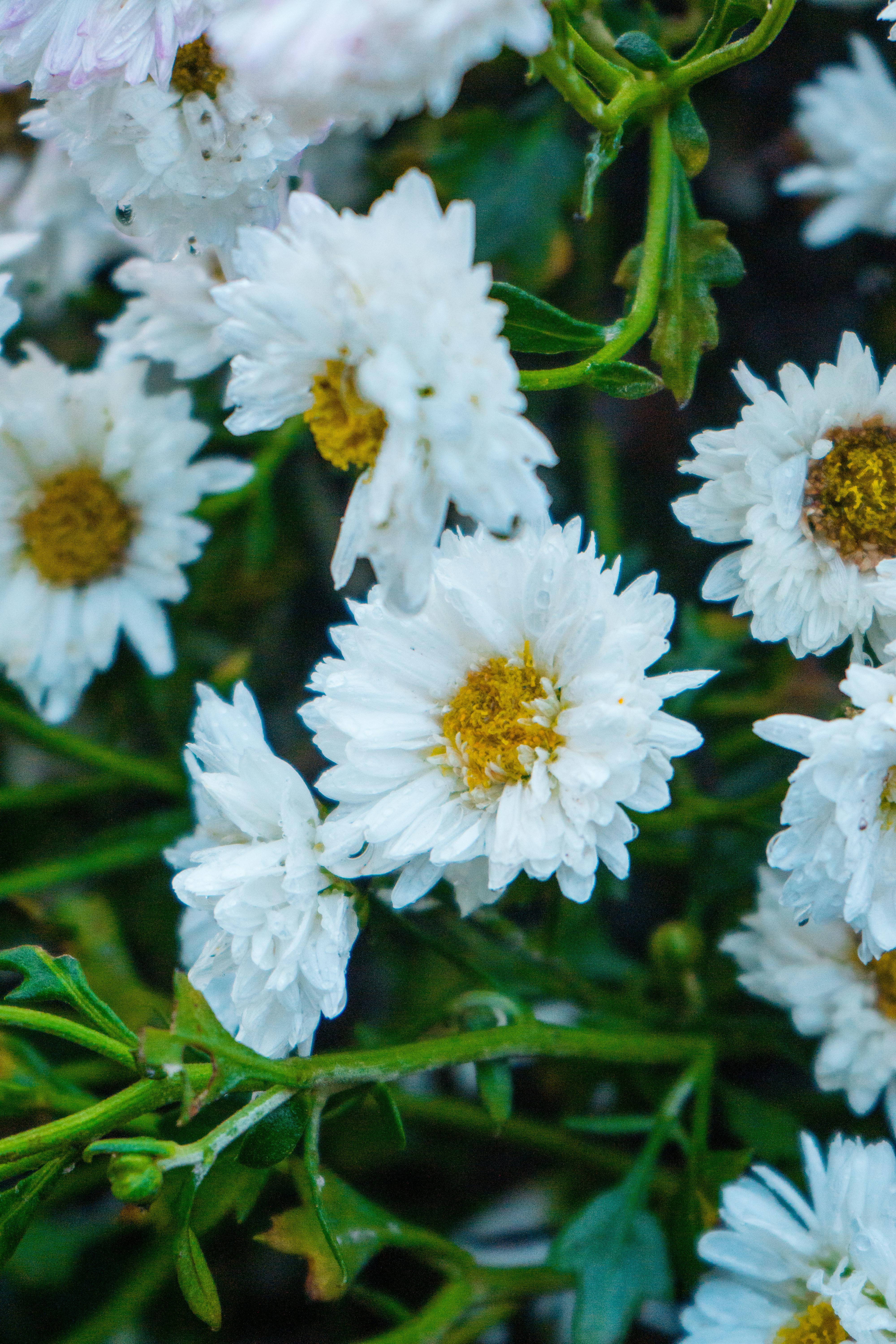 A group of white flowers with green stems photo – Free Flowers Image on  Unsplash