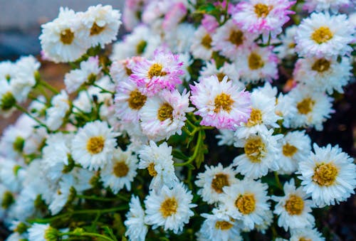 꽃가루, 꽃잎, 선명한의 무료 스톡 사진