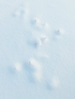 Tall grass poking through pristine snow in Bol'shoe Stremlenie, Russia during winter.