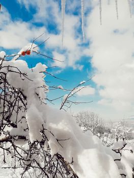 Icicles hanging from snow-covered branches against a vibrant blue sky, capturing the essence of winter.