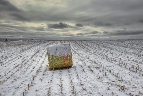 Hay Bales on a Field Covered in Snow