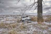 Junked Car Under a Tree