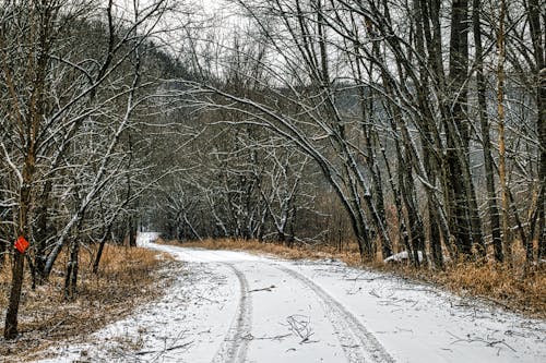 бесплатная Бесплатное стоковое фото с ветви, голые деревья, дорога Стоковое фото