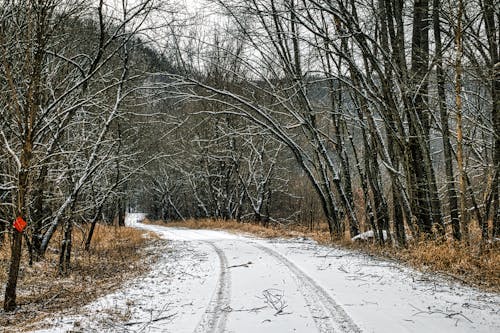 Základová fotografie zdarma na téma holé stromy, les, počasí