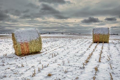 Foto d'estoc gratuïta de agrícola, cobert de neu, farratge