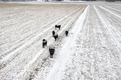 Cow on Snow Covered Ground