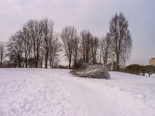 Free A tranquil winter scene featuring leafless trees and snow-covered fields under a gray sky. Stock Photo