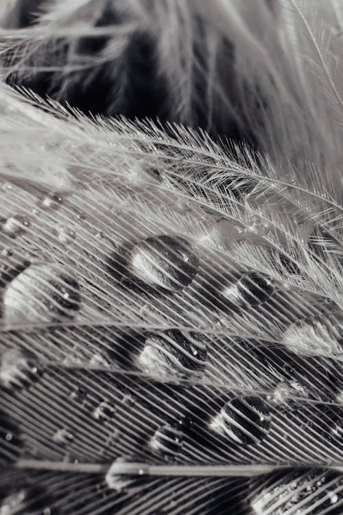 Free Feathers in Close Up Photography Stock Photo