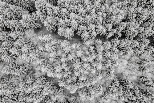 Top View of a Pine Trees with Snow