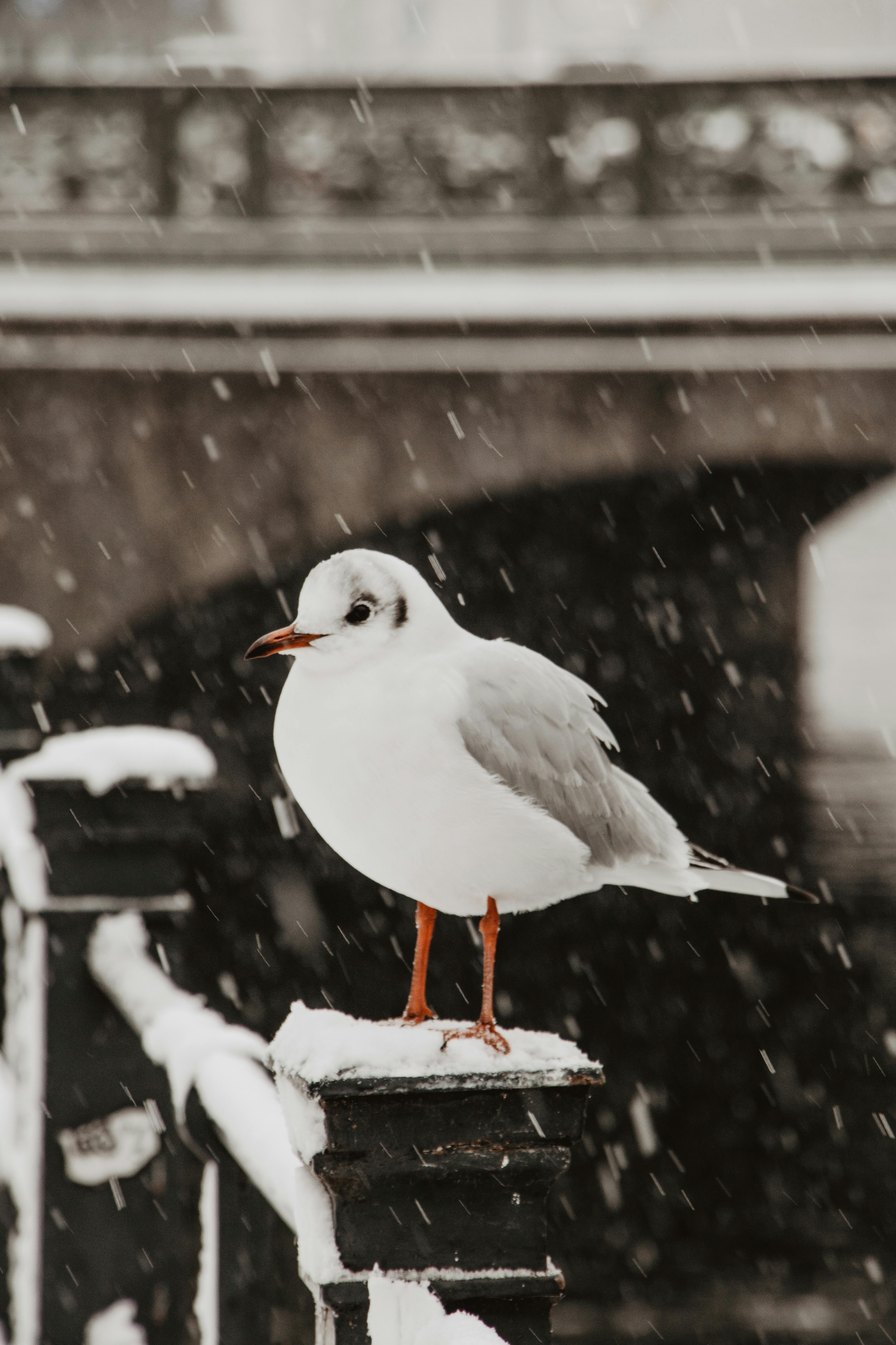 seagull sitting on handrail in snow