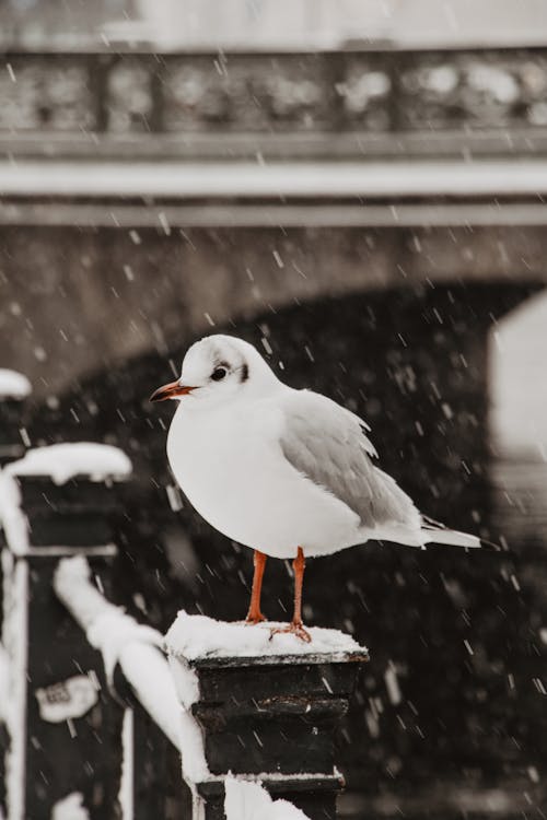 冬季, 動物, 城市 的 免费素材图片