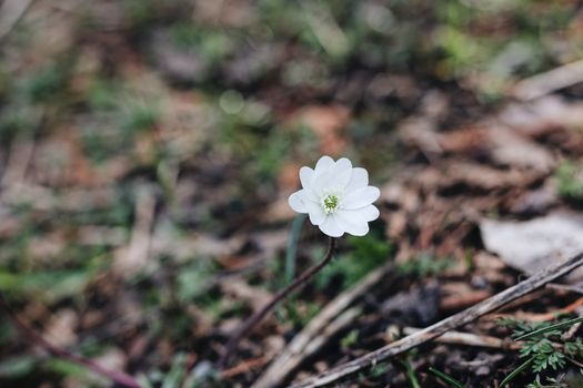 White Flower on Brown Soil