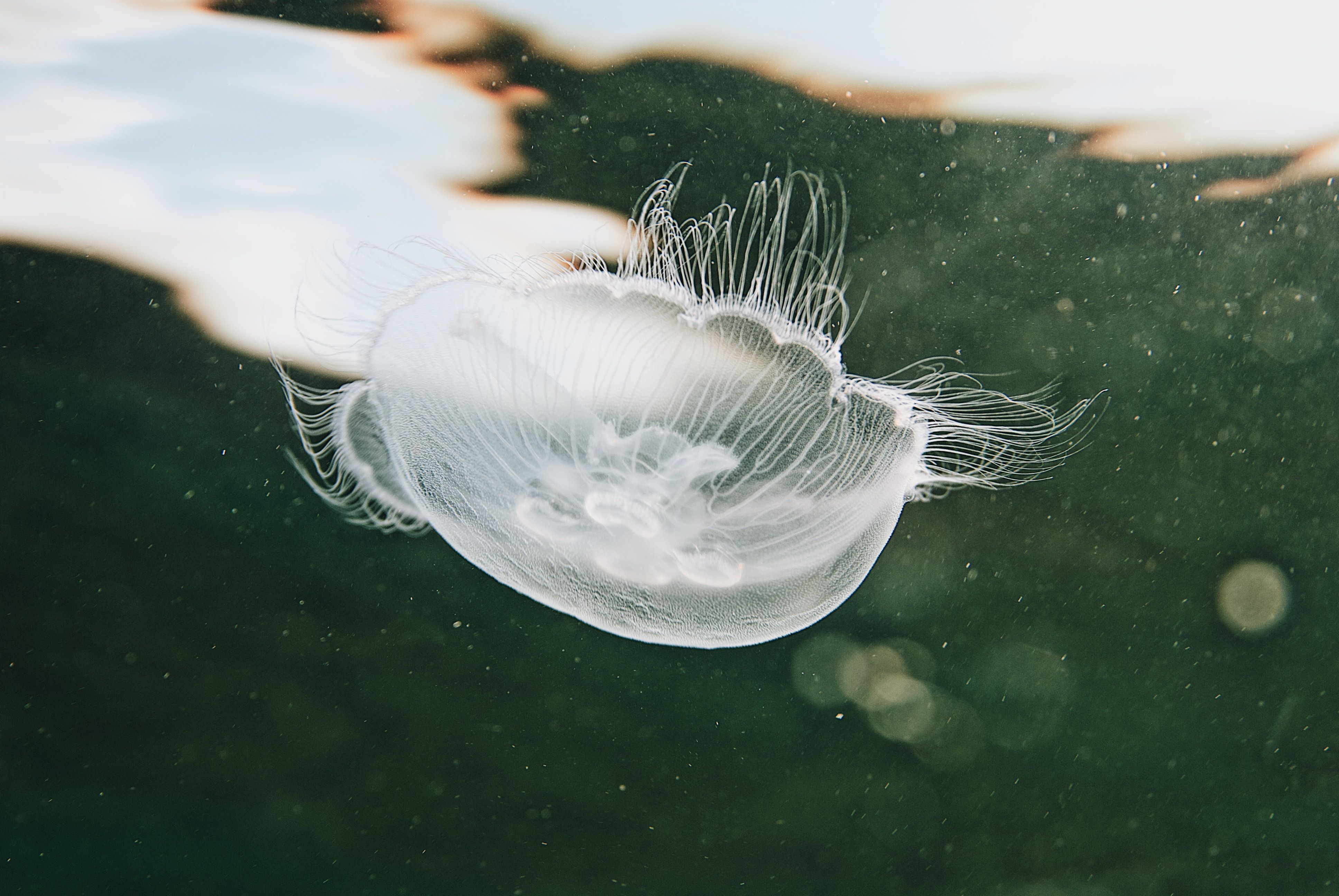 A translucent jellyfish drifting through dark ocean water
