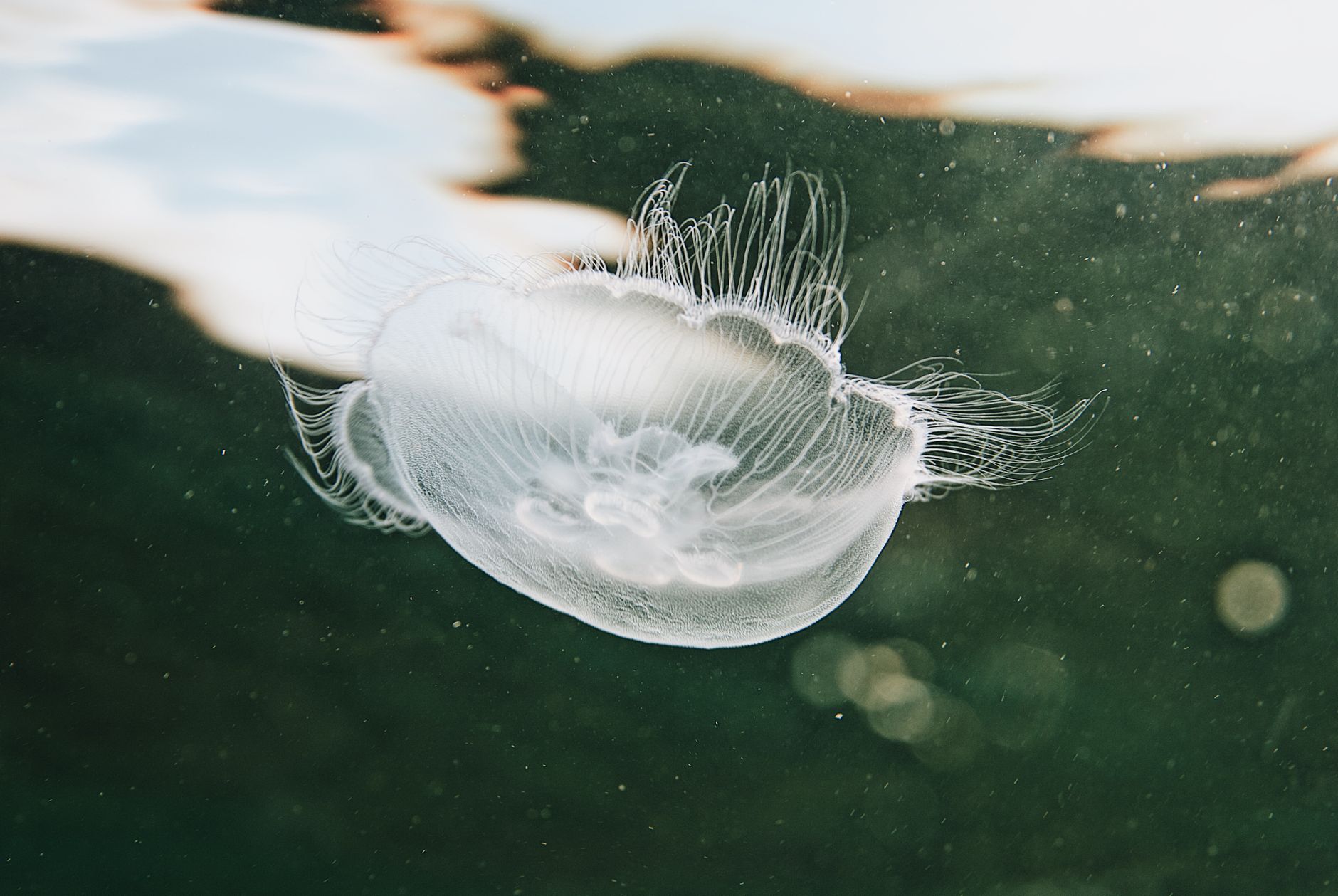 Guernsey's 17.7C waters bring new species, threaten others