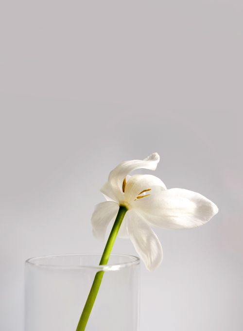 Free A close-up view of a delicate white flower in a clear glass vase against a soft background. Stock Photo