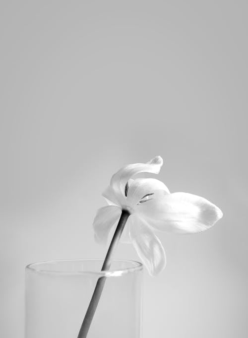  Grayscale Photo of a White Flower on a Glass