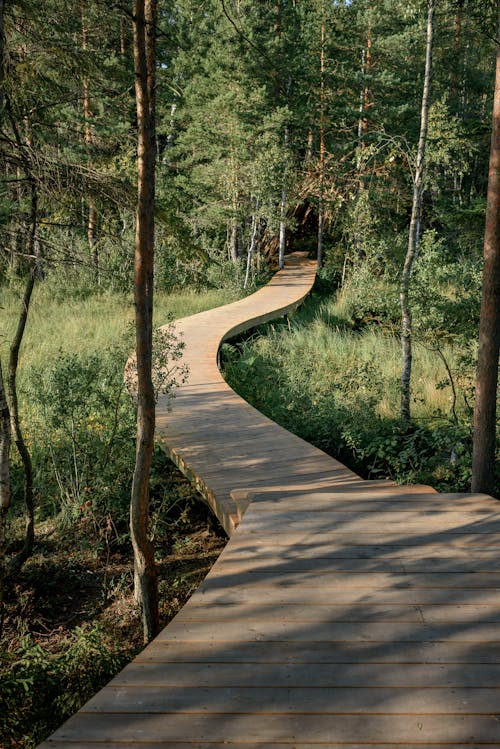 A Wooden Pathway in the Forest