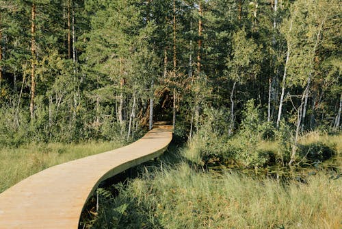 Wooden Pathway in the Forest