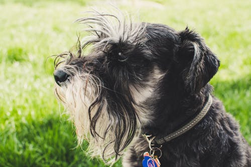 無料 ロングコートの白と黒の犬の写真 写真素材