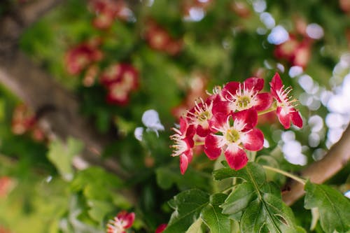 Fotografia Com Foco Seletivo De Flores Vermelhas De 5 Pétalas